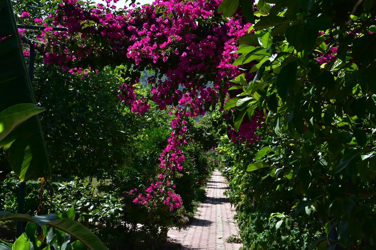 Lemon Garden Lodge Çıralı Extérieur photo